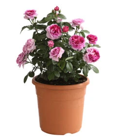 Rosenmix Edel- Und Beetrosen -Garten Sinn Verkaufsgeschäft 7801103 PR FS 001 RosenInSortenHuckfeldt10LiterEdelrosePerfumeFlowercircusDehnerExpressHerzig