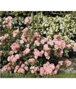 Garten Sinn Verkaufsgeschäft -Garten Sinn Verkaufsgeschäft 7803133 PR DE 002 BodendeckerroseSatinaTantauRet