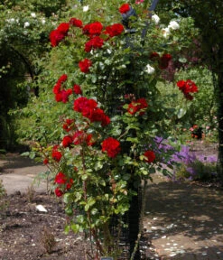 Kletterrose 'Santana®' -Garten Sinn Verkaufsgeschäft 7803216 WE MO 003 KletterroseSantanaTantauRot