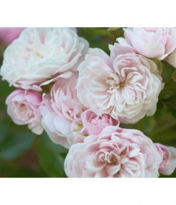Zwerg-Kletterrose 'Starlet® Alina®' -Garten Sinn Verkaufsgeschäft 7803877 PR DE 002 StarletRoseAlinaTantau
