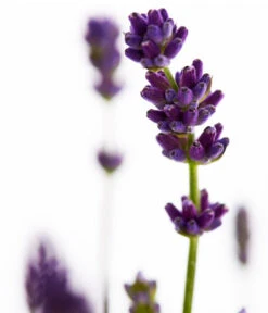Duft-Lavendel 'Felice', 4er-Set -Garten Sinn Verkaufsgeschäft 7805773 WE DE 001 Lavendel