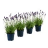 Duft-Lavendel 'Felice', 4er-Set