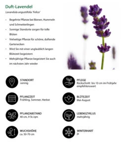 Duft-Lavendel 'Felice', 4er-Set -Garten Sinn Verkaufsgeschäft 7805773 WE IG 001 DuftLavendel 1