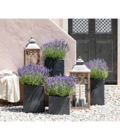 Dehners Bienen-Lavendel, 4er-Set -Garten Sinn Verkaufsgeschäft 7805773 WE MO 001 Lavendel