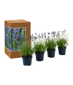Bestseller -Garten Sinn Verkaufsgeschäft 7805799 WE FS 002 LavendelpaketBieneBienenlavendelLavandula4PflanzenT12