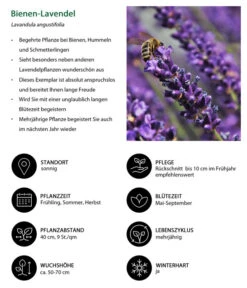 Lavendel-Set Lavendel-Vielfalt, 4-teilig -Garten Sinn Verkaufsgeschäft 7805799 WE IG 001 BienenLavendel