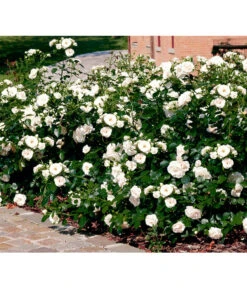 Rose 'Aspirin®', Stämmchen -Garten Sinn Verkaufsgeschäft 7810476 PR FS 001 BodendeckerroseAspirinRet