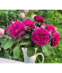 Nostalgie-Edelrose 'Deep Secret' -Garten Sinn Verkaufsgeschäft 7826902 WE MO 001 RosaRoseDeepSecret6LRosenTantau