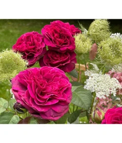 Nostalgie-Edelrose 'Deep Secret' -Garten Sinn Verkaufsgeschäft 7826902 WE MO 002 RosaRoseDeepSecret6LRosenTantau