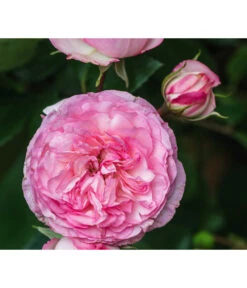 Beetrose 'Leonardo Da Vinci®' 6 Beetrose 'Leonardo Da Vinci®' -Garten Sinn Verkaufsgeschäft 7879174 PR DE 002 BeetroseLeonardoDaVinciRosaLucknerRet