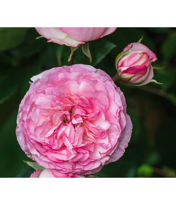 Beetrose 'Leonardo Da Vinci®' 3 Beetrose 'Leonardo Da Vinci®' – Bild 3