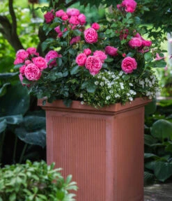 Beetrose 'Leonardo Da Vinci®' 7 Beetrose 'Leonardo Da Vinci®' -Garten Sinn Verkaufsgeschäft 7879174 PR MO 001 BeetroseLeonardoDaVinciRosaLucknerRet