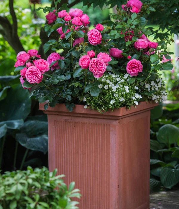 Beetrose 'Leonardo Da Vinci®' 4 Beetrose 'Leonardo Da Vinci®' – Bild 4