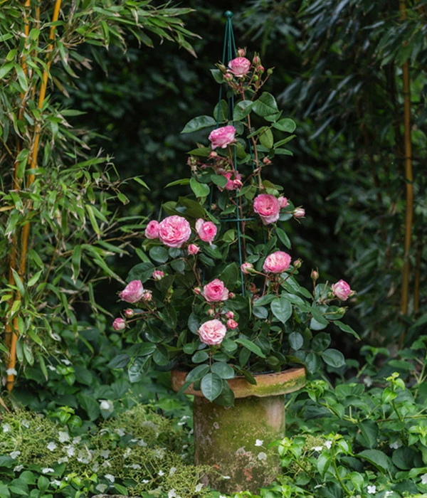 Beetrose 'Leonardo Da Vinci®' 2 Beetrose 'Leonardo Da Vinci®' – Bild 2