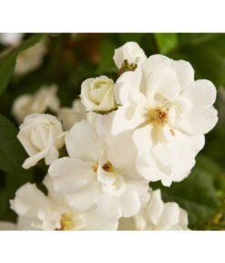 Ramblerrosen, Verschiedene Sorten -Garten Sinn Verkaufsgeschäft 7912652 WE DE 002 RamblerRoseDehnerExpressZS