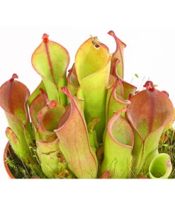 Sumpfkrug - Heliamphora -Garten Sinn Verkaufsgeschäft 7976046 WE DE 001 SumpfkrugHeliamphoraHeterodoxaXMinorT9DehnerExpressHerzig