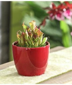 Sumpfkrug - Heliamphora -Garten Sinn Verkaufsgeschäft 7976046 WE MO 002 SumpfkrugHeliamphoraHeterodoxaXMinorT9DehnerExpressHerzig