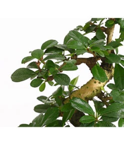 Bonsai Fukientee - Carmona Microphylla, 8 Jahre -Garten Sinn Verkaufsgeschäft 7977010 WE DE 001 BonsaiFukienteeCarmonaMicrophylla8JahreDehnerExpressHerzig2