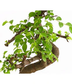 Bonsai Chinesische Ulme - Ulmus Parviflora, Anfänger-Set -Garten Sinn Verkaufsgeschäft 7977085 WE DE 001 GeschenksetBonsaiChinesischeUlmeUlmusParviflora6JahreDehnerExpressHerzig