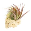 Tillandsien-Arrangement Auf Sansibar Rock - Tillandsia Hybride, 2-teilig
