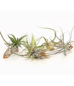 Tillandsien - Tillandsia Hybride, Verschiedene Sorten, 6-teilig -Garten Sinn Verkaufsgeschäft 7977663 we DE 001 Tillandsien6erMixDehnerExpressHerzig