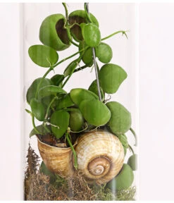 Schneckenhauspflanze Im Glas - Dischidia Pectinoides 'Snaily' -Garten Sinn Verkaufsgeschäft 7977796 PR DE 001 SnailyDischidiaPectenoidesSchneckenhauspflanzeImAcrylglasDehnerExpressHerzig
