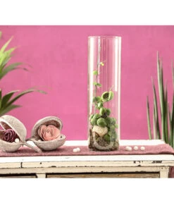 Schneckenhauspflanze Im Glas - Dischidia Pectinoides 'Snaily' -Garten Sinn Verkaufsgeschäft 7977796 PR MO 001 SnailyDischidiaPectenoidesSchneckenhauspflanzeImAcrylglasDehnerExpressHerzig