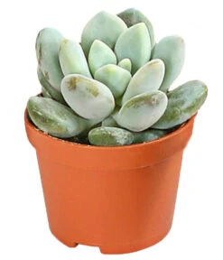 Echeverien-Set - Echeveria, Verschiedene Sorten -Garten Sinn Verkaufsgeschäft 7978117 PR FS 006 EcheverieSukkulenten6erSetT6DehnerExpressHerzig