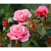 Nostalgie®-Edelrose 'Wildberry®'