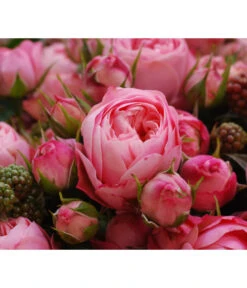 Noblesse® Spray-Rose 'Playful Rokoko®' -Garten Sinn Verkaufsgeschäft 7978380 PR DE 003 RosePlayfulRokokoTantau