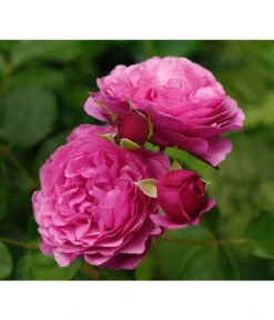 Garten Sinn Verkaufsgeschäft -Garten Sinn Verkaufsgeschäft 7988181 PR DE 002 EdelroseKaffeFassettTantau