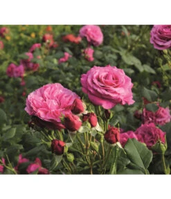 Beetrose 'Kaffe Fassett®' -Garten Sinn Verkaufsgeschäft 7988181 PR DE 006 EdelroseKaffeFassettTantau