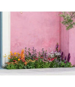 Lupine 'West Country', Verschiedene Farben -Garten Sinn Verkaufsgeschäft 8003071 WE MO 001 AchilleaT19 NaturGarten