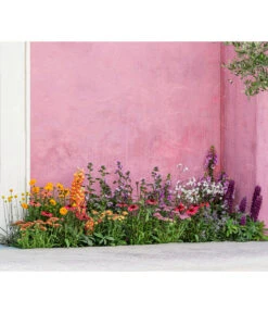 Zwergzinnie, Verschiedene Sorten -Garten Sinn Verkaufsgeschäft 8003071 WE MO 001 AchilleaT19 NaturGarten Sommerstory 2023 04