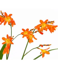 Montbretie, Verschiedene Farben -Garten Sinn Verkaufsgeschäft 8010431 PR DE 001 CrocosmiaHybrideMontbretieT19DehnerExpressHerzig