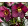 Schneerose 'Ice N' Roses® Red' - Helleborus Gold Collection®