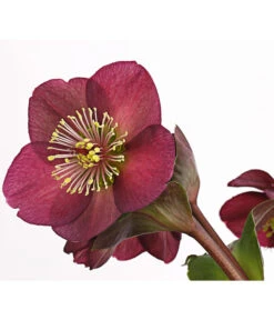 Schneerose 'Ice N' Roses® Red' - Helleborus Gold Collection® -Garten Sinn Verkaufsgeschäft 8010969 WE DE 001 HelleborusWeinrotDehnerExpressHerzig