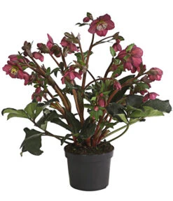 Schneerose 'Ice N' Roses® Red' - Helleborus Gold Collection® -Garten Sinn Verkaufsgeschäft 8010969 WE FS 001 HelleborusWeinrotDehnerExpressHerzig