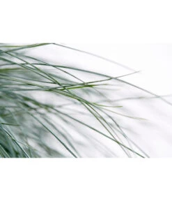 Blauschwingel 'Intense Blue' -Garten Sinn Verkaufsgeschäft 8013021 WE DE 001 BlauschwingelFestucaGlaucaIntenseBlue