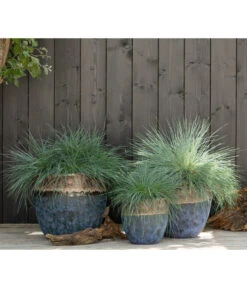 Blauschwingel 'Intense Blue' -Garten Sinn Verkaufsgeschäft 8013021 WE MO 001 FestucaBlauschwingelIntenseBlue