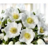 Christrose 'HGC® Wintergold®'