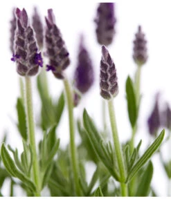 Schopf-Lavendel -Garten Sinn Verkaufsgeschäft 8017014 WE DE 001 LavendelSchopflavendelLavandulaStoechasT13DehnerExpressZS