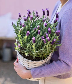 Schopf-Lavendel -Garten Sinn Verkaufsgeschäft 8017014 WE MO 001 LavendelKorb