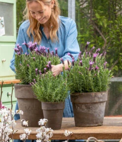 Schopf-Lavendel -Garten Sinn Verkaufsgeschäft 8017014 WE MO 001 SchopfLavendelStoechas