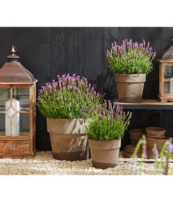 Schopf-Lavendel -Garten Sinn Verkaufsgeschäft 8017014 WE MO 001 Schopflavendel