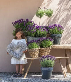 Schopf-Lavendel -Garten Sinn Verkaufsgeschäft 8017089 8017014 8017105 8017147 8072852 3679602 3679727 3679735 WE MO 001 SchopfLavendel