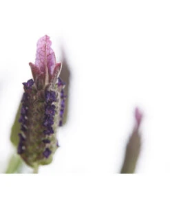 Schopf-Lavendel -Garten Sinn Verkaufsgeschäft 8017089 PR DE 001 LavendelStoechasLavandulaStoechasT18DehnerExpressHerzig