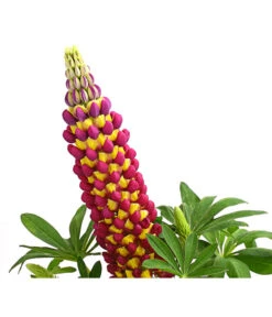 Lupine 'West Country', Verschiedene Farben -Garten Sinn Verkaufsgeschäft 8018301 PR DE 002 LupinusPoliphyllusLupineWestcountryT19DehnerExpressHerzig