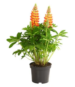 Lupine 'West Country', Verschiedene Farben -Garten Sinn Verkaufsgeschäft 8018301 PR FS 001 LupinusPoliphyllusLupineWestcountryT19DehnerExpressHerzig