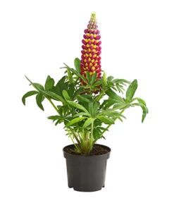 Lupine 'West Country', Verschiedene Farben -Garten Sinn Verkaufsgeschäft 8018301 PR FS 002 LupinusPoliphyllusLupineWestcountryT19DehnerExpressHerzig